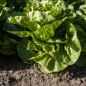 Lettuce Cos Green Xanadu 6pk