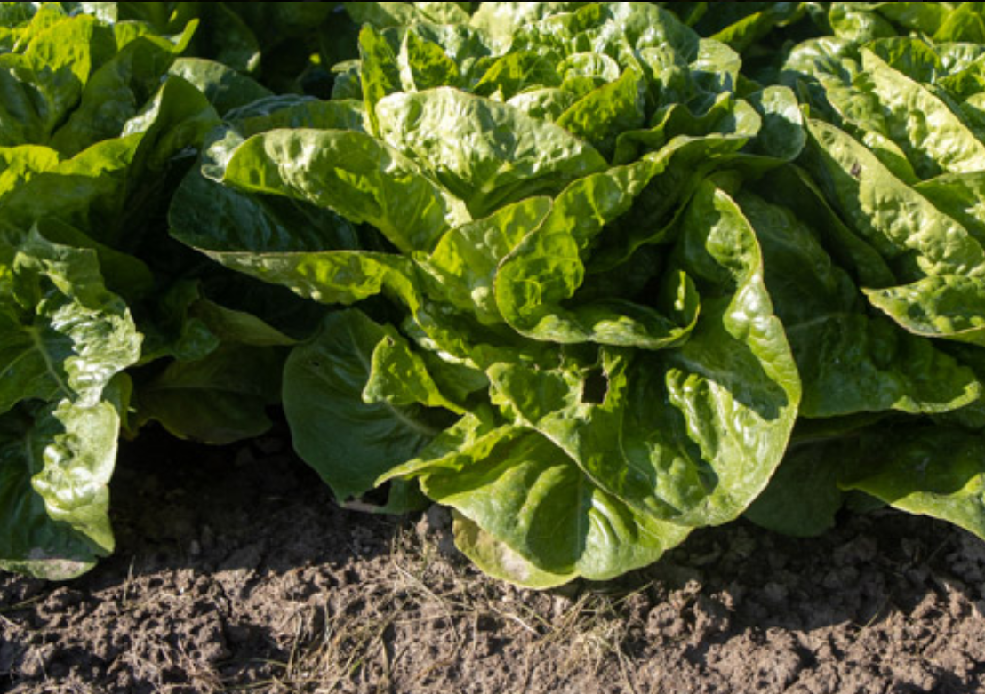 Lettuce Cos Green Xanadu 6pk
