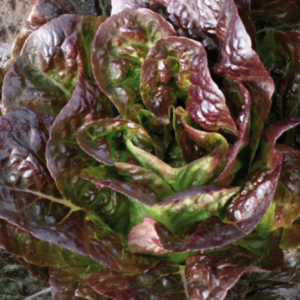 Lettuce Cos Ovired 6pk