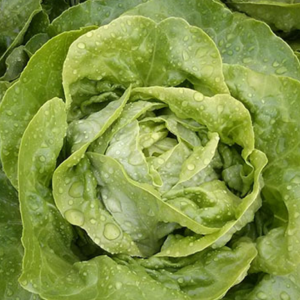 Lettuce Butter Green Analora 6pk