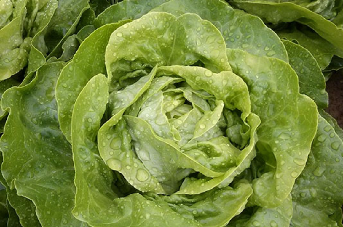 Lettuce Butter Green Analora 6pk