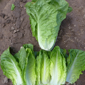 Lettuce Cos Green Archivel 6pk