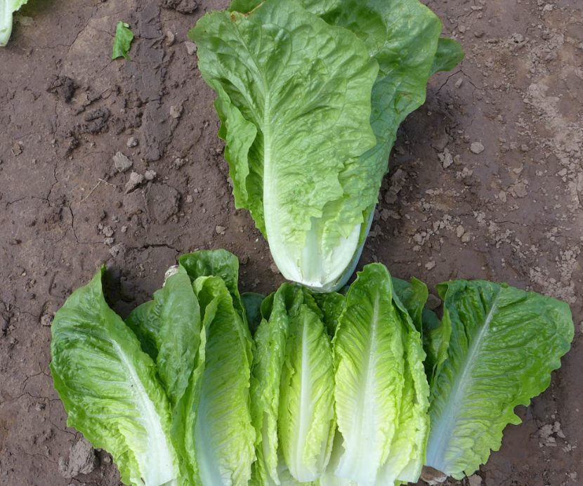 Lettuce Cos Green Archivel 6pk