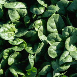 English Spinach Longhorn 6pk