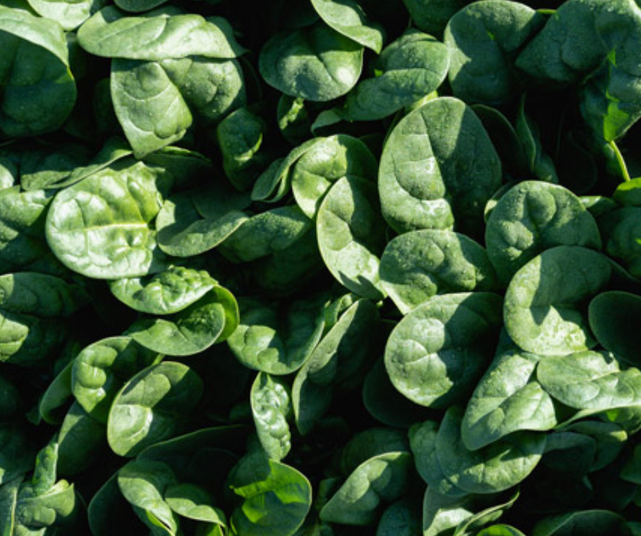 English Spinach Longhorn 6pk