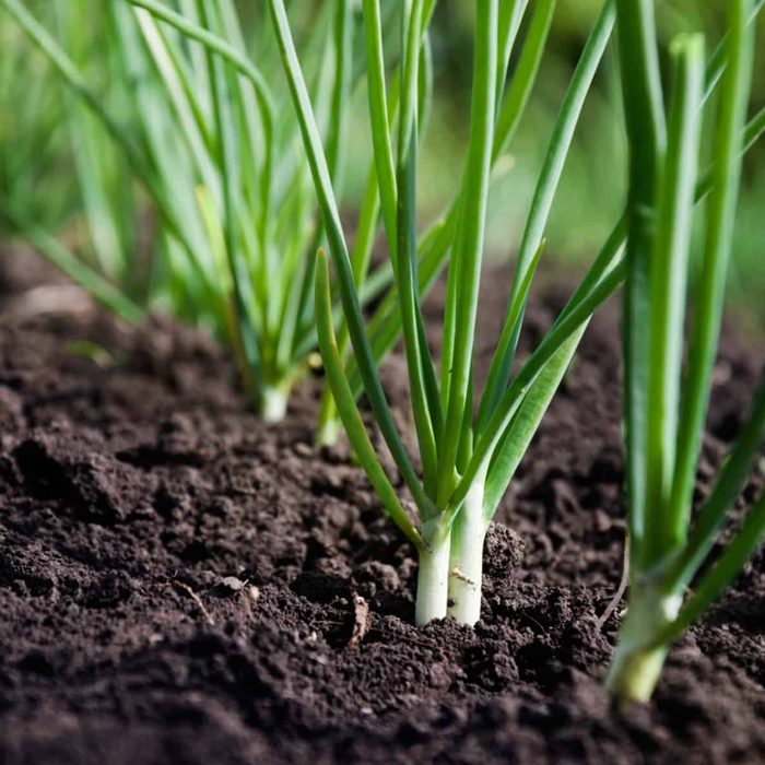 Spring Onion slender starl 6pk