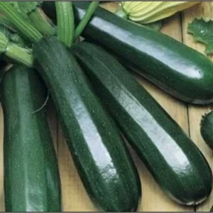 Zucchini Black Ball 6pk