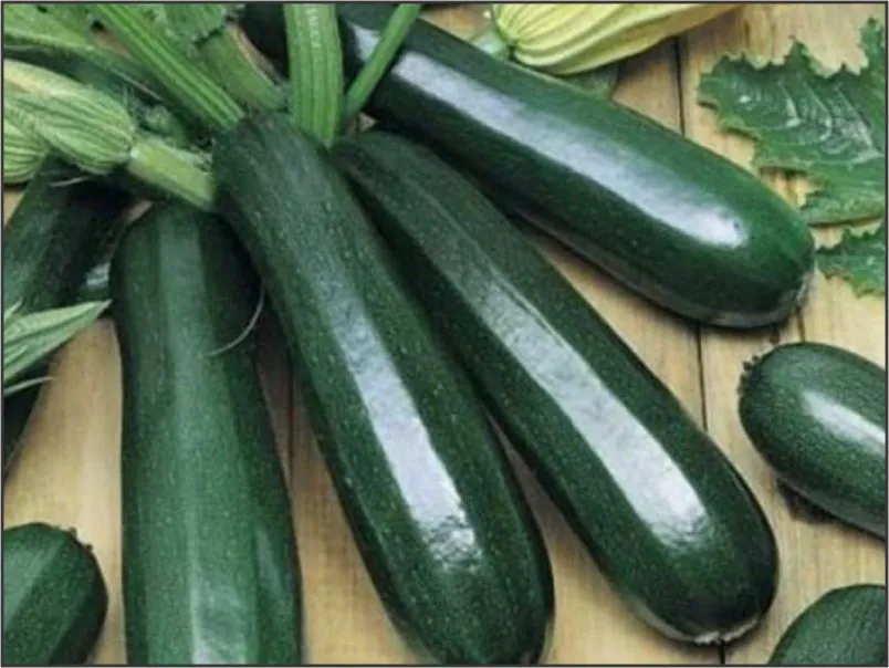 Zucchini Black Ball 6pk