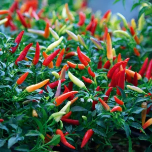 Chilli Thai Hybrid Darco 6/10 6pk