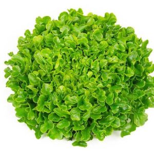Lettuce Oak Green Vespucci 6pk