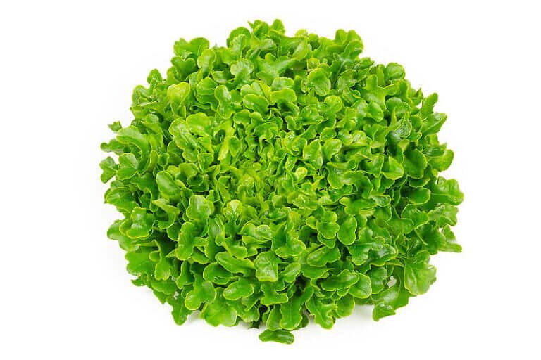Lettuce Oak Green Vespucci 6pk