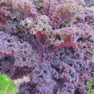 Kale Borecole Hybrid Red Bor 6pk