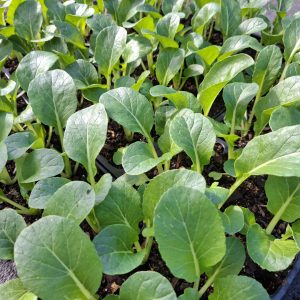 Chinese Choi - Chinese cabbage joi 6pk