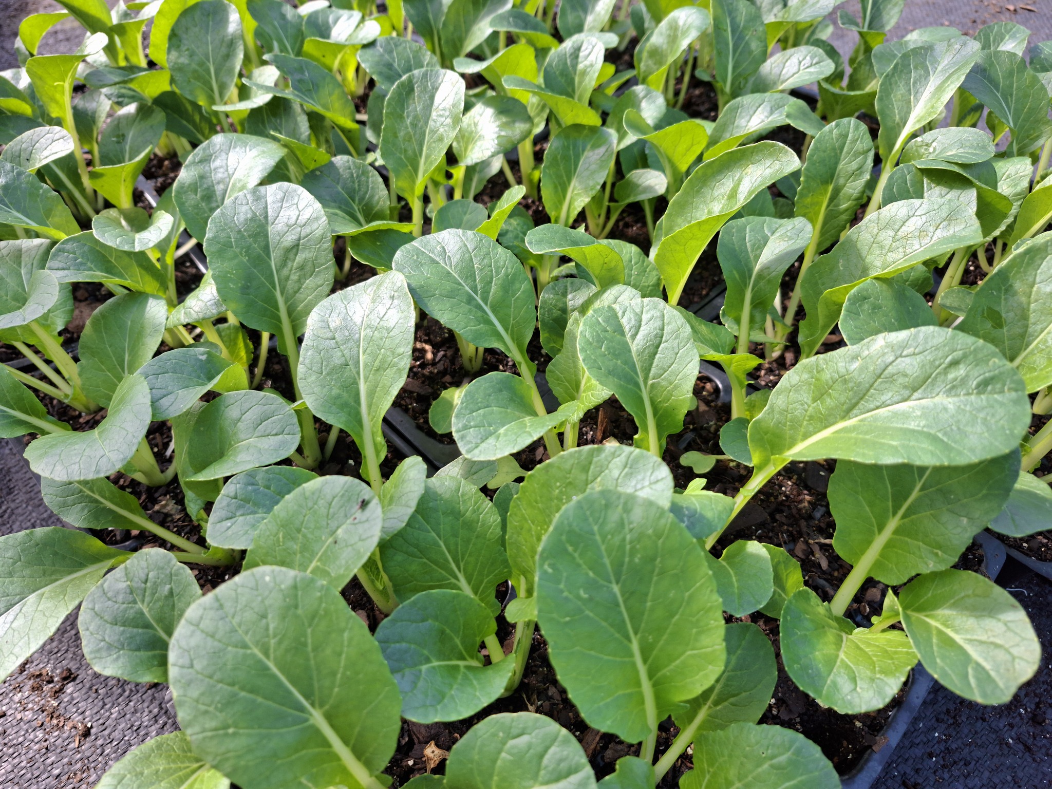 Chinese Choi - Chinese cabbage joi 6pk