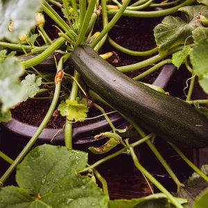 Zucchini Baby Marrow 6pk