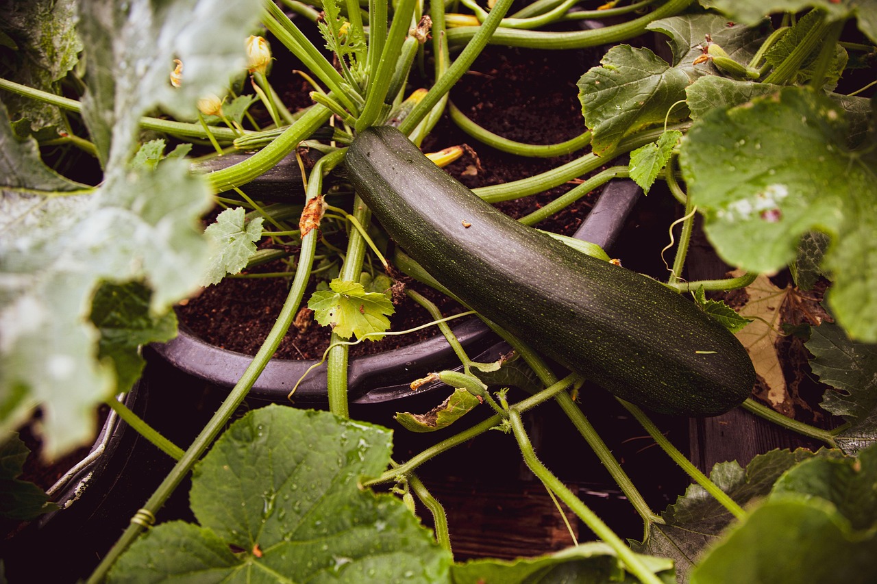 Zucchini Baby Marrow 6pk