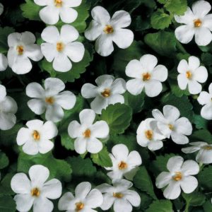 Bacopa - Sutera cordata 15cm