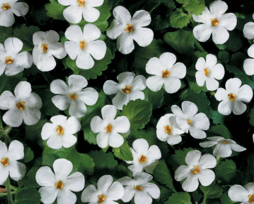 Bacopa - Sutera cordata 15cm