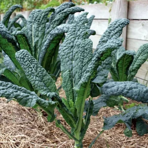 Kale Cavolo Nero 6pk