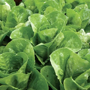 Lettuce Cos/butter Budgee 6pk