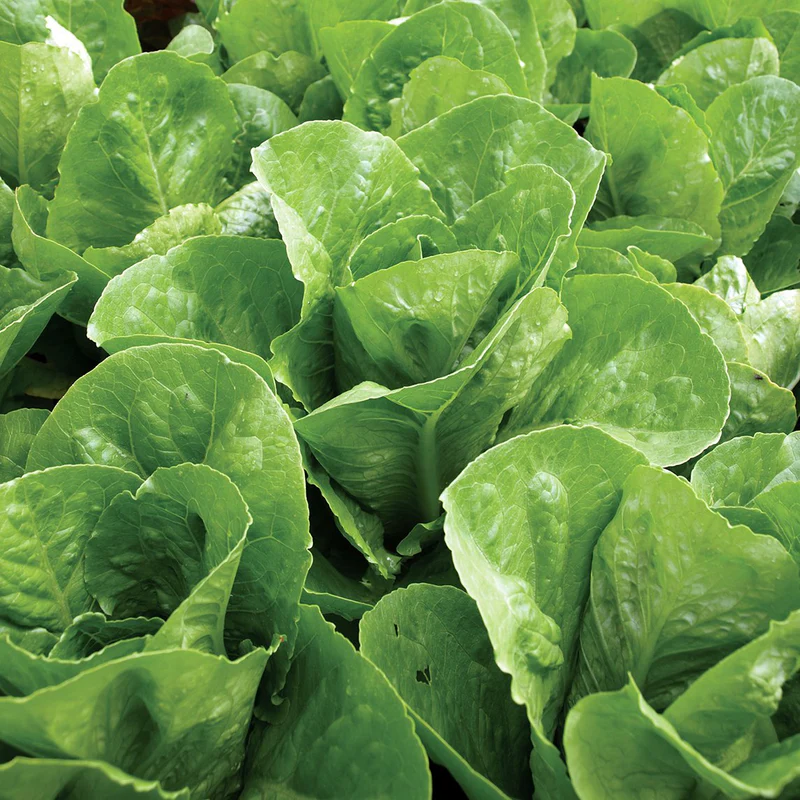 Lettuce Cos/butter Budgee 6pk