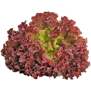 Lettuce Lollo Rossa 6pk