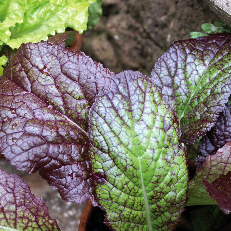 Lettuce Mustard Red Giant 6pk