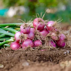 Onion Red Creole 6pk