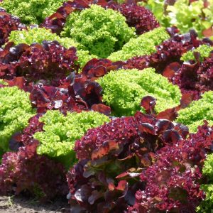 Lettuce Multi Leaf Red 6pk