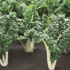 Spinach Swiss Chard Green Silverado 6pk