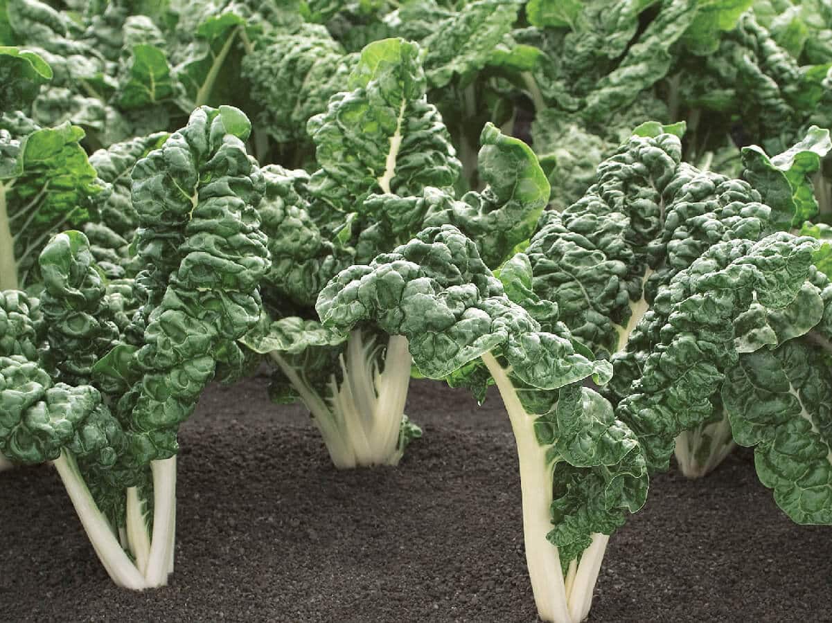 Spinach Swiss Chard Green Silverado 6pk