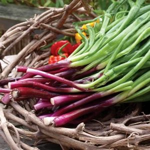 Spring Onion Red Fiamma 6pk