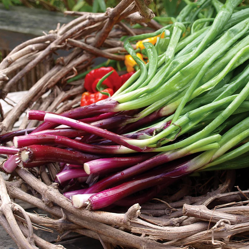 Spring Onion Red Fiamma 6pk