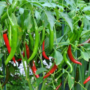 Chilli Hot Pepper Hybrid Star 6603 6pk