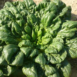 Chinese Cabbage Tah Tsai 6pk