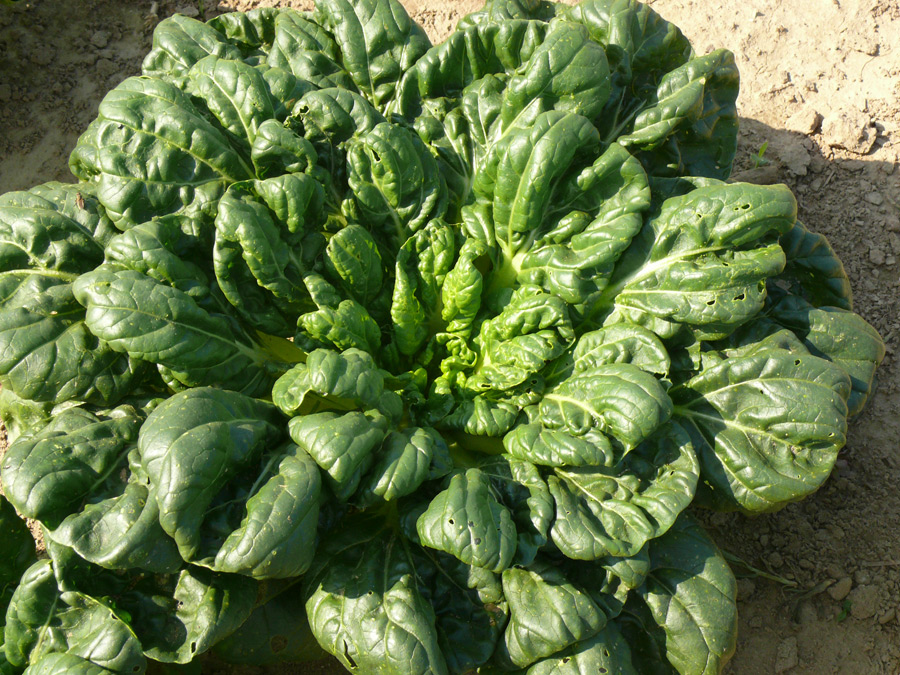 Chinese Tsai - Chinese cabbage tah 6pk