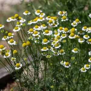Chamomile (Matricaria chamomilla) 15cm