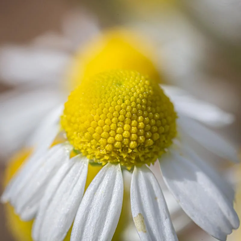 Chamomile - Matricaria chamomilla 15cm - Image 2