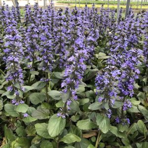 AJUGA REPTANS "Caitlins giant" 15cm