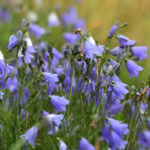 Harebell Blue - Campanula rotundifolia 15cm
