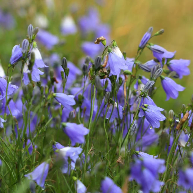 Harebell Blue - Campanula rotundifolia 15cm