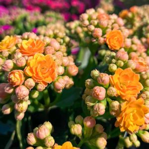 CALANDIVA "Kalanchoe Calandiva" 10cm