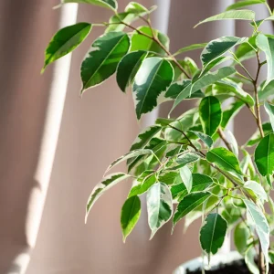 FICUS BENJAMINA 3-IN-1 "Weeping Fig" 12.5cm