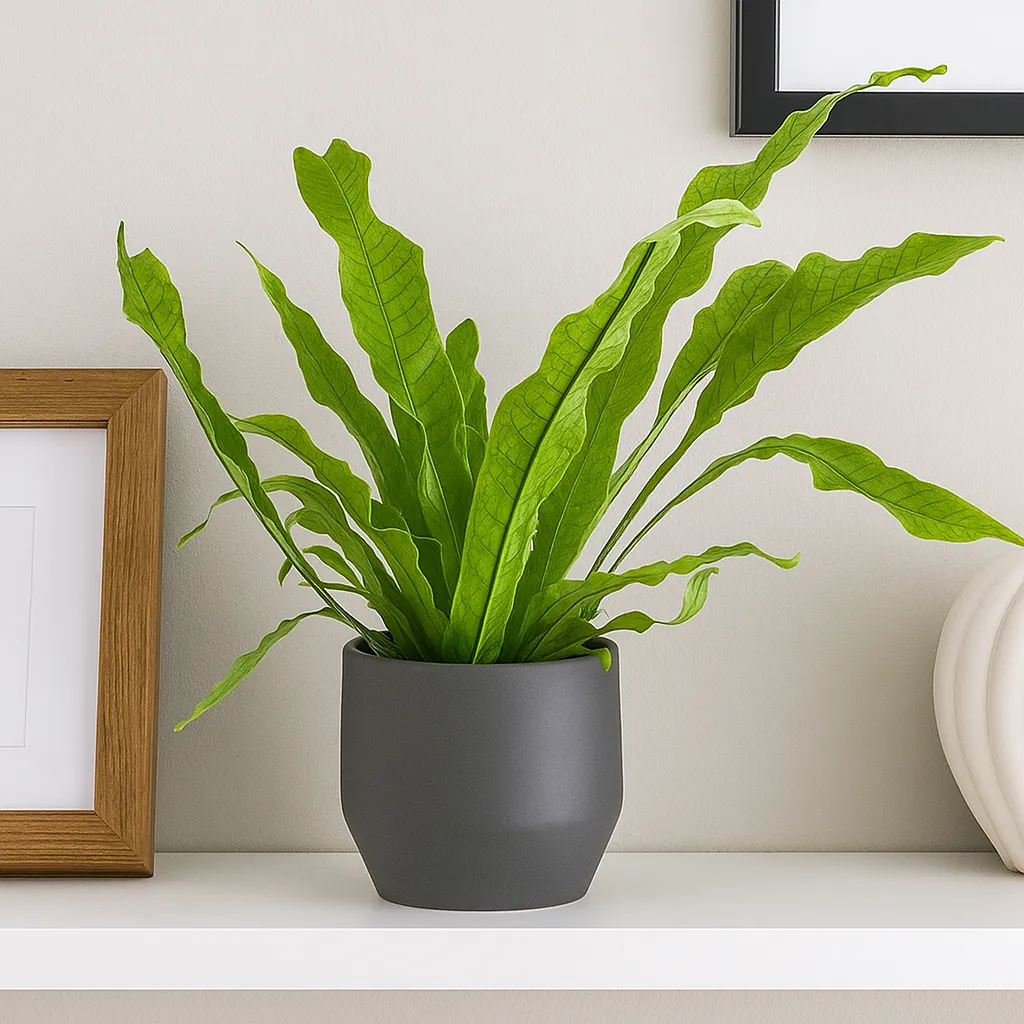 MICROSORUM GREEN FLAME "Boston Fern" 12.5cm