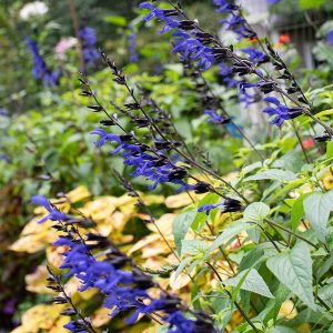 Salvia Black and Blue