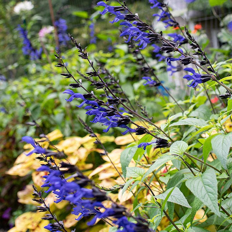Salvia Black and Blue