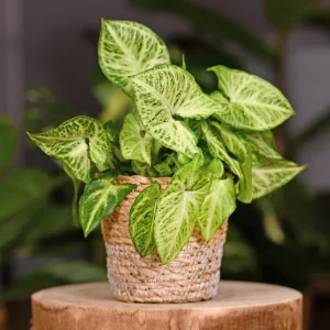 SYNGONIUM ROBUSTA "Arrowhead Plant" 15cm