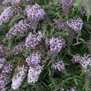 Butterfly Bush Lilac - Buddleja salviifolia 15cm