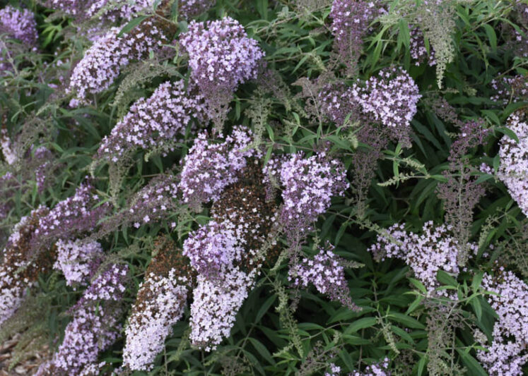 Butterfly Bush Lilac - Buddleja salviifolia 15cm