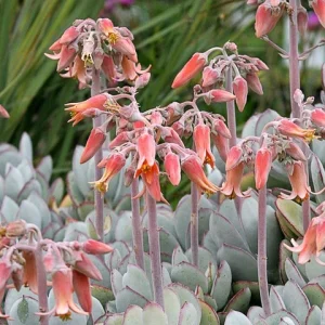 COTYLEDON ORBICULATA (GREY) 15cm